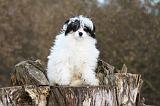 CHIEN NU CHINOIS 001